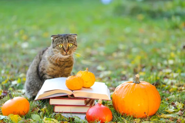 Back to school.cat with a stack of books and a pumpkin in a garden. Scientist cat. Emotions of a cat