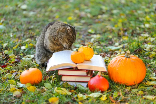 Halloween books.cat with a stack of books and a pumpkin in a garden. Scientist cat. Emotions of a cat.Back to school.