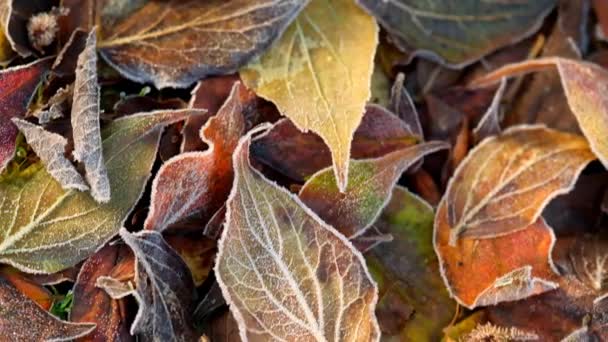 Autumn Frosts Brown Leaves White Frost Leaves Frosty Morning First — Stockvideo
