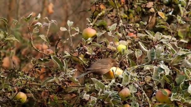 Birds Autumn Bird Eats Apple Frosty Autumn Garden Frosts Frosty — стоковое видео