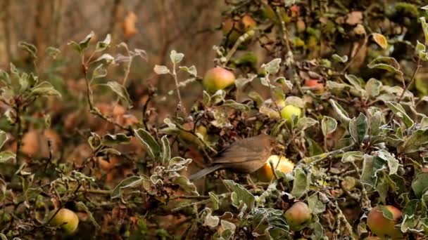 Ptaki Autumn Bird Zjada Jabłko Mroźnym Jesiennym Ogrodzie Materiał — Wideo stockowe