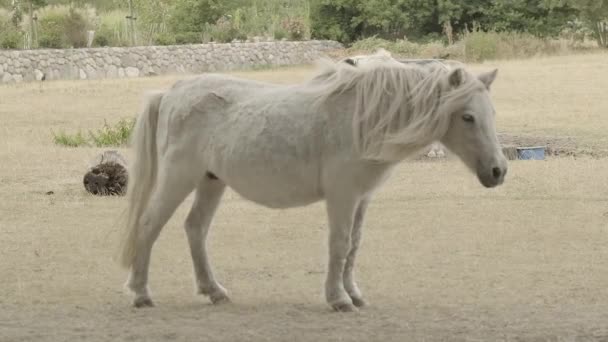 Bílý Poník Ohradě Kůň Vyvíjející Hřívou Malý Kůň Bílé Barvě — Stock video