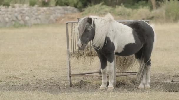 Cavalo Pônei Preto Branco Cavalo Pônei Paddock Horse Com Desenvolvimento — Vídeo de Stock