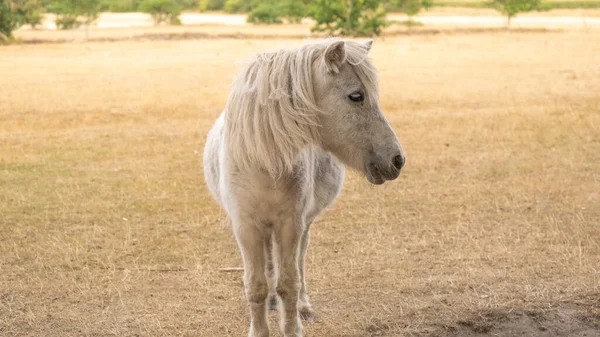 Pony Horse Farm Animal White Pony Kůň Paddoc Close Portrét — Stock fotografie
