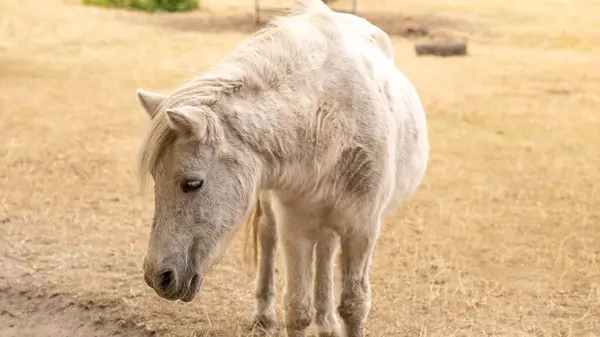 Farma Animal White Pony Kůň Paddoc Close Portrét Koně Rozvíjející — Stock fotografie