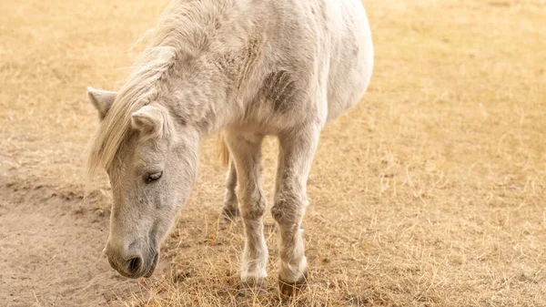 Pony Koně Bílý Poník Paddocku Detailní Portrét Koně Rozvíjející Hřívou — Stock fotografie