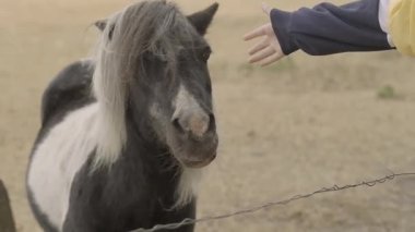 Midilli atı ve bir çocuk eli. İletişim atı ve çocukları. Gelişmekte olan bir adamla at. Güzel, siyah beyaz bir at. 4k görüntü