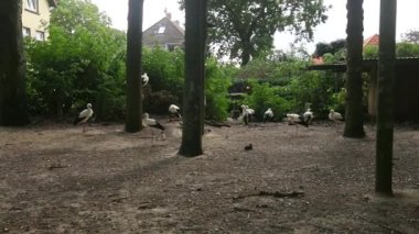 Leylek grubu yedekte. Yeşil parktaki leylekler ve ördekler. Kuşlar için yaşam alanı. Kuş barınağı. 4k görüntü