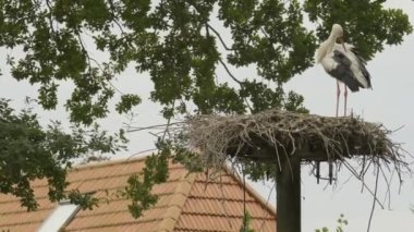 Parktaki yuvada leylekler var. Yedekte siyah beyaz leylekler var. 4k görüntü