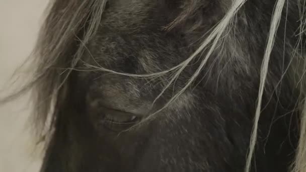 Koňské Oko Zblízka Portrét Koně Rozvíjejícím Mužem Krásný Malý Kůň — Stock video