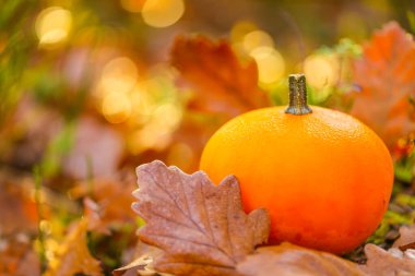 Bulanık bir ormanın arka planında kahverengi meşe yapraklı turuncu balkabağı. Sonbahar kahverengi yapraklı küçük balkabağı. Sonbahar havası. Güzel duvar kağıdı.. 