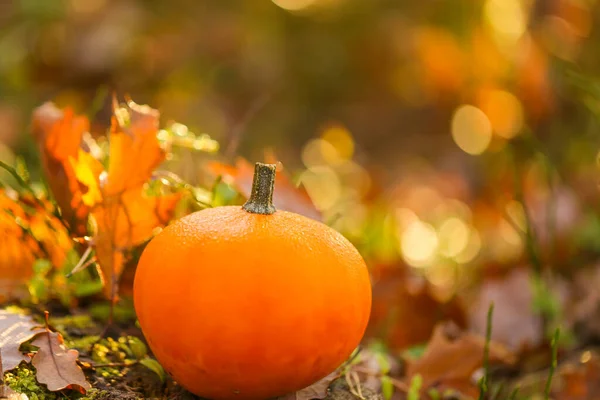 Jesienny Czas Pomarańczowy Dynia Brunatny Dębowy Liść Kikut Zamazany Leśny — Zdjęcie stockowe