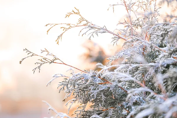 Tempo Gelado Thuja Ramos Geada Branca Temporada Fria Geada Fundo — Fotografia de Stock