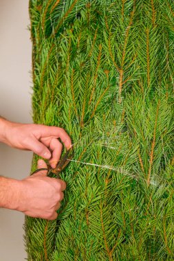 Noel gelenekleri. Noel ağacı açılışı. Sarılmış ağaç. Eller, Noel ağacının koruyucu ağını kesmiş. Bir Noel ağacı alıp kuruyor..