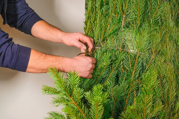 Buying and installing a Christmas tree. hands cut the protective mesh on the tree.Christmas tree unpacking process. Christmas tradition. Festive ritual.wrapped christmas tree.