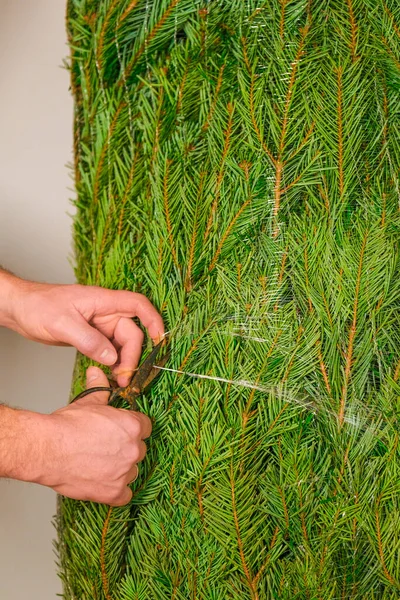 Christmas Holiday traditions.Christmas tree unpacking.wrapped tree. hands cut the protective mesh on the Christmas tree close-up.Buying and installing a Christmas tree.