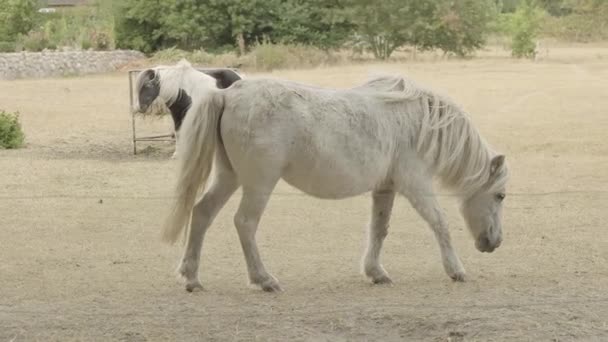 Pony Koně Bílé Černé Bílé Barvě Chůze Paddoc Horses Rozvíjejícím — Stock video