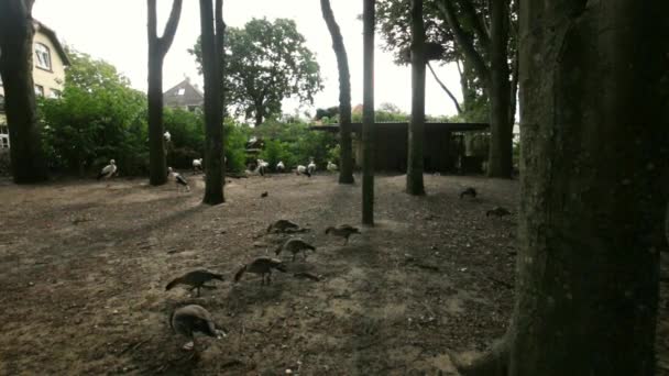 Cigüeñas Patos Entre Árboles Altos Parque Verde Hábitat Para Aves — Vídeos de Stock