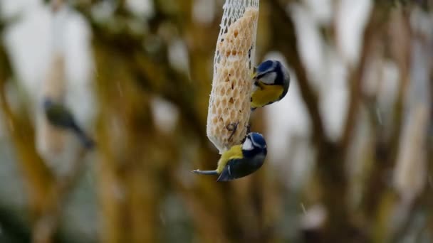 Bird Feeders Winter Tits Pecking Peanuts Falling Snow Footage — стоковое видео