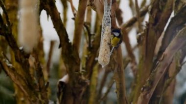 Bird feeders in winter.tit are sitting on the feeder under the falling snow.slow motion.Bird food. Feeding birds in the cold season.Close-up tit eat food. 4k footage