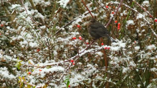 Черная Птица Красном Шиповнике Медленно Падающий Снежок Зима Холоде Кадров — стоковое видео