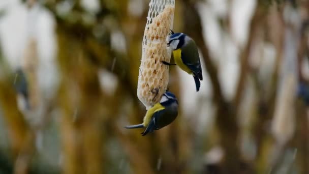 Bird Feeders Winter Bird Food Two Tits Sitting Feeder Pecking — Stockvideo