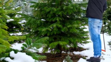 Noel ağacı. Karlı bir Noel pazarında Noel ağacı kesmek. 4k görüntü