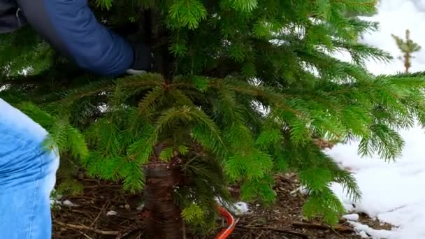 Árvore Natal Movimento Lento Cortando Uma Árvore Natal Verde Escolhendo — Vídeo de Stock
