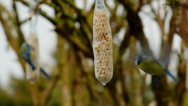 Bird Food Tits Fight Food Nets Nuts Birds Feeding Birds — Stockvideo