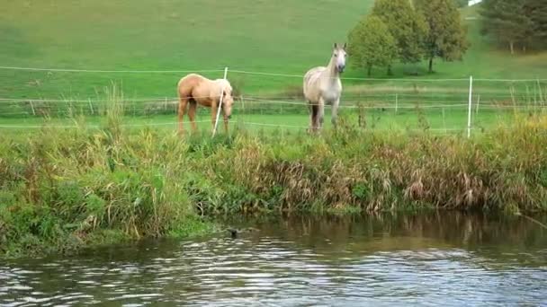 말들은 방목장의 풀에서 뜯습니다 동작으로 농장의 동물들 — 비디오