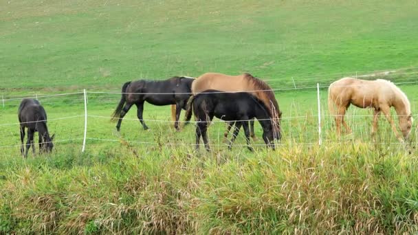 말들은 울타리가 방목장에서 느리게 움직이고 농장에 동물들은 입니다 — 비디오