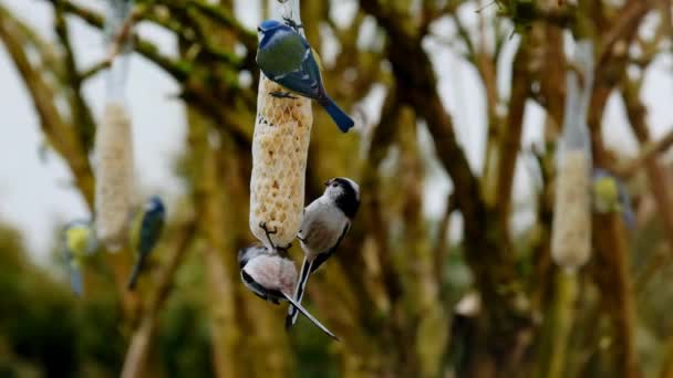 Comida Passar Redes Com Nozes Para Pássaros Aves Estão Sentadas — Vídeo de Stock
