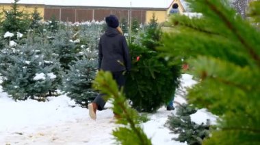 Noel ağacı. Aile bir Noel ağacı taşıyor. Yavaş hareket. Aile Noel gelenekleri ve gelenekleri. 4k görüntü