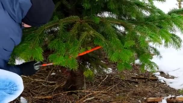 Árvore Natal Man Serra Uma Árvore Natal Com Uma Serra — Vídeo de Stock