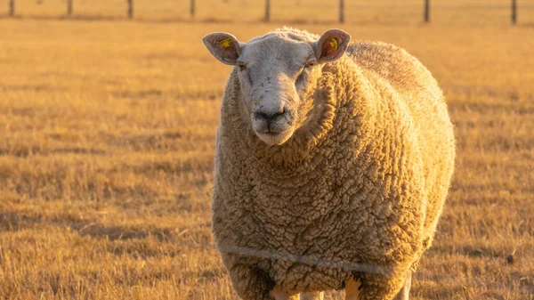 Witte Schapenportret Fokken Fokken Van Schapen Boerderijdieren Witte Lam Paddock — Stockfoto