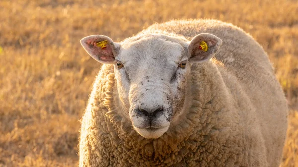 Schapenportret Fokken Fokken Van Schapen Boerderijdieren Witte Lam Paddock Sheep — Stockfoto
