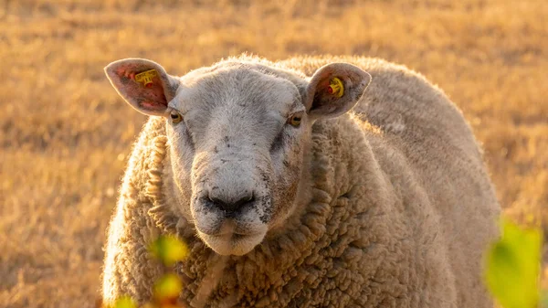 Fokken Fokken Van Schapen Boerderijdieren Witte Lam Paddock Sheep Wollen — Stockfoto