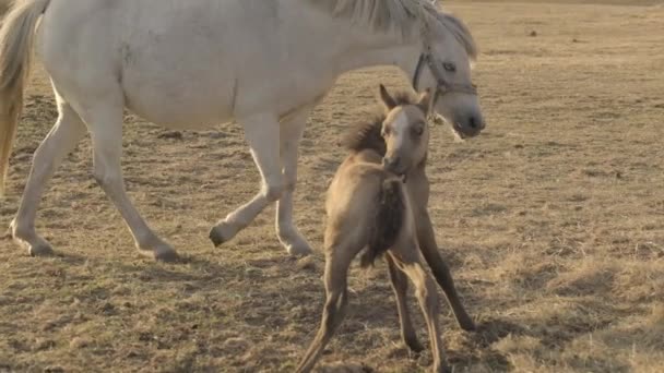 Sedikit Foal Dan Putih Kuda Besar Ibu Paddock Menjilati Itself — Stok Video