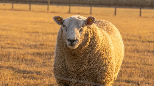 Ovejas Blancas Close Sheep Granja Animales Granja Cordero Blanco Paddock — Foto de Stock