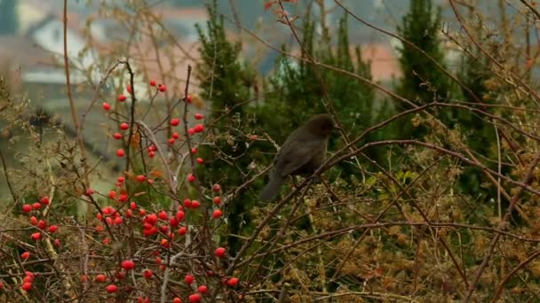 Blackbird Летает Возле Куста Дикой Розы Медленно Падающим Снегопадом Дрозды — стоковое видео