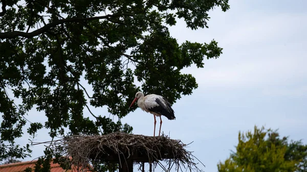 公園内の巣の中のコウノトリ 保護区内の黒と白の大きなコウノトリ コウノトリの巣だ 鳥類保護区 — ストック写真
