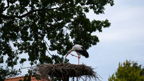 公園内の巣の中のコウノトリ 保護区内の黒と白の大きなコウノトリ コウノトリの巣だ 鳥の生息地 鳥類保護区 — ストック写真