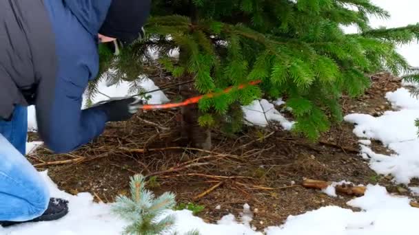 Das Fällen Des Weihnachtsbaums Auf Einem Winterlich Verschneiten Weihnachtsmarkt Filmmaterial — Stockvideo