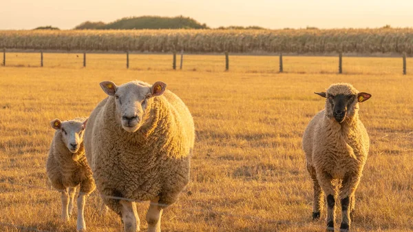 Schapen Paddock Tarweveld Achtergrond Boerderij Dieren Veehouderij Landbouw Concept Fokken — Stockfoto