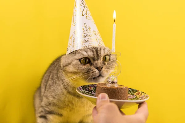 Gato Engraçado Chapéu Festivo Cheira Entusiasticamente Seu Bolo Aniversário Com — Fotografia de Stock