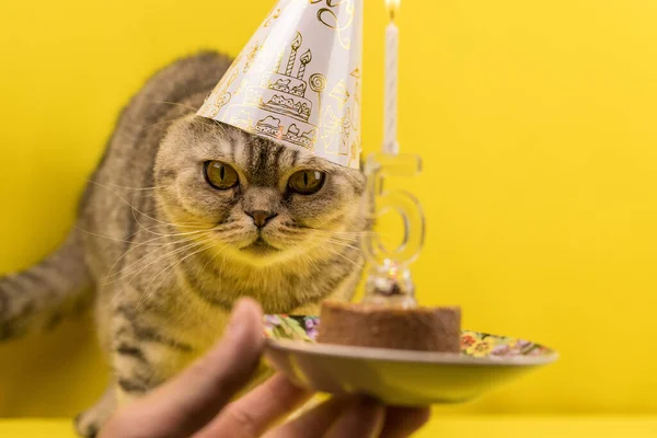 Parabéns Pelo Seu Aniversário Gato Gorro Festivo Com Bolo Fundo — Fotografia de Stock