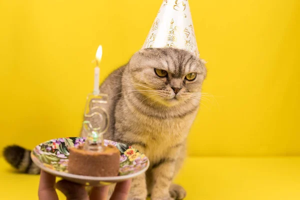 Aniversário Feriado Triste Gato Triste Frente Bolo Aniversário Com Uma — Fotografia de Stock