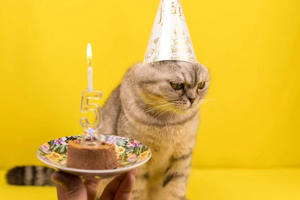 Gato Triste Chapéu Festivo Afastou Bolo Festivo Com Velas Aniversário — Fotografia de Stock