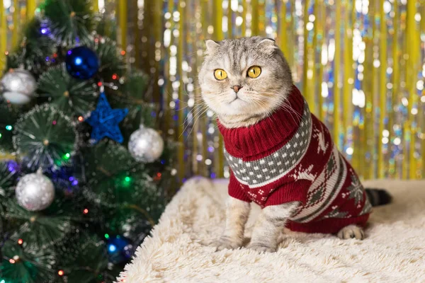 Gato Gris Escocés Gordo Del Doblez Suéter Festivo Está Sentado — Foto de Stock