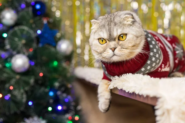 Gato Gordo Esponjoso Suéter Año Nuevo Está Acostado Cama Con — Foto de Stock